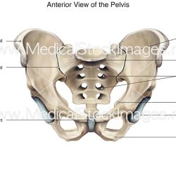 Human male pelvis model labeled