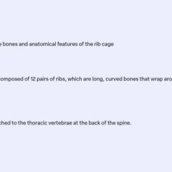 Anatomical correctly adjust bones rib