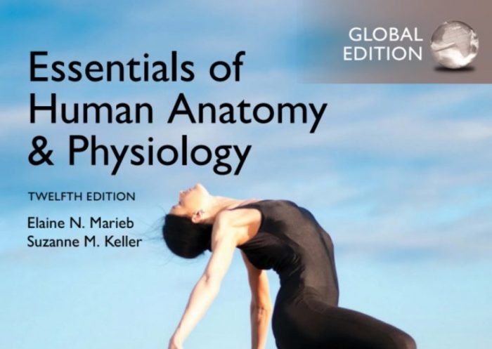 Essentials of human anatomy and physiology eighth edition