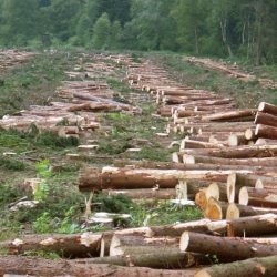 Biodiversity deforestation drought zambia