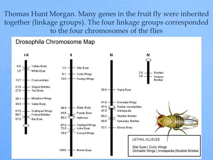 Drosophila simulation - patterns of heredity answers pdf