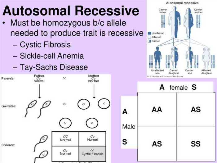 Drosophila simulation - patterns of heredity answers pdf