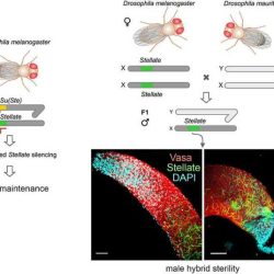 Drosophila simulation - patterns of heredity answers pdf