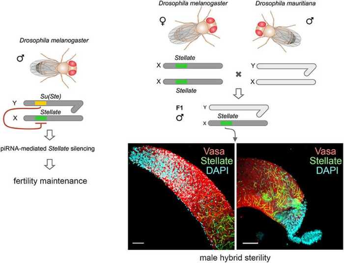 Drosophila simulation - patterns of heredity answers pdf