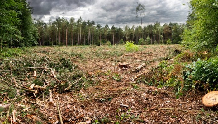 Which statement best explains how deforestation affects organisms