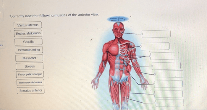 Correctly label the following muscles of the anterior view