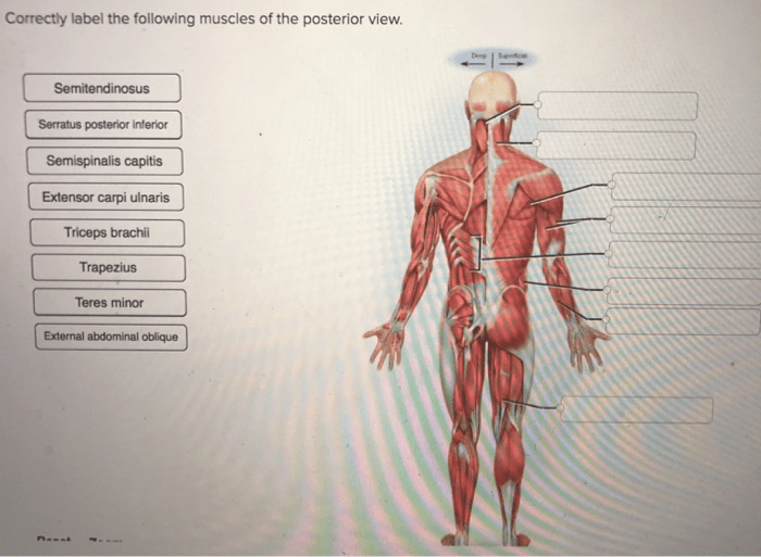 Correctly label the following muscles of the anterior view