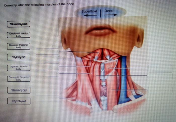 Correctly muscles posterior label following