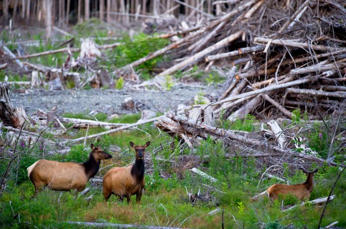 Which statement best explains how deforestation affects organisms